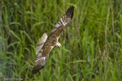 Rohrweihe - Zum Vergroessern klicken!